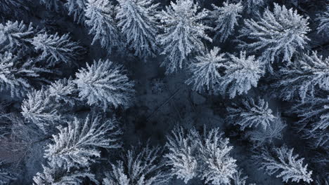 Aerial,-rising,-drone-shot,-top-down,-above-frosty,-snow-covered-trees,-wintry-woods,-on-a-overcast,-winter-day,-in-Finland