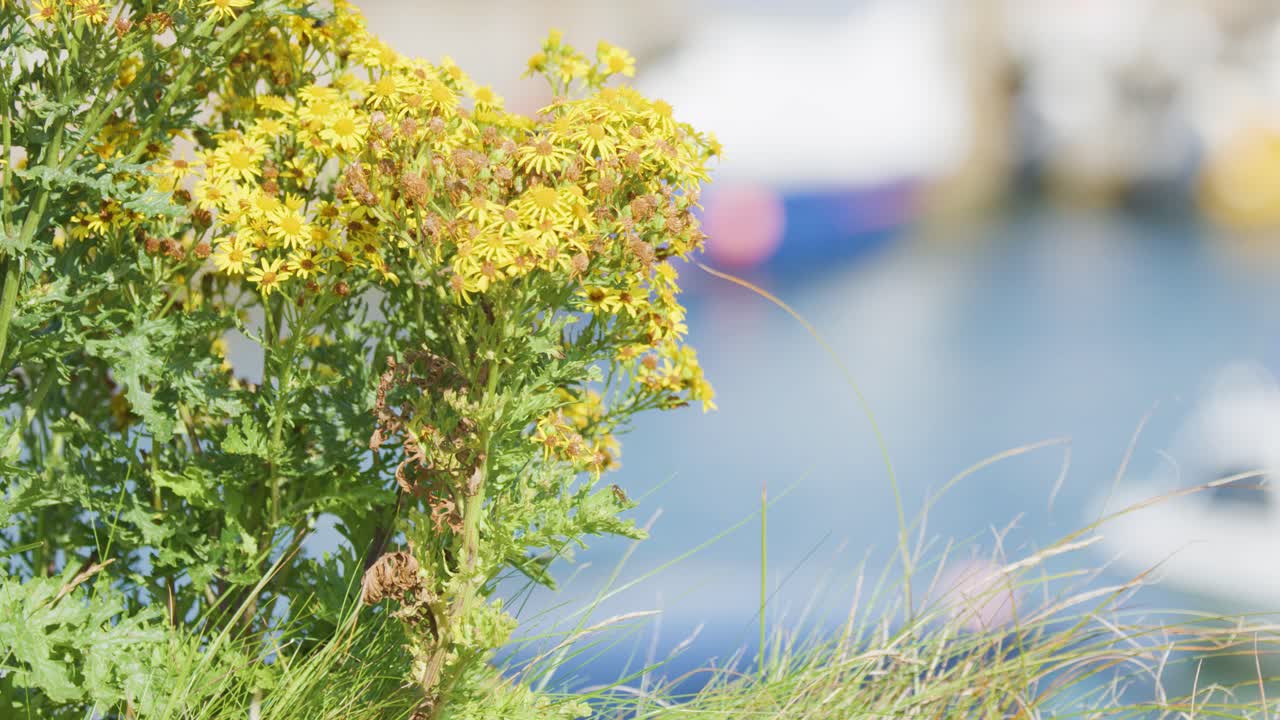 Yellow wildflowers sway gently in the breeze, sharply focused in the foreground, with blurred boats and water of a marina in the sunlit background