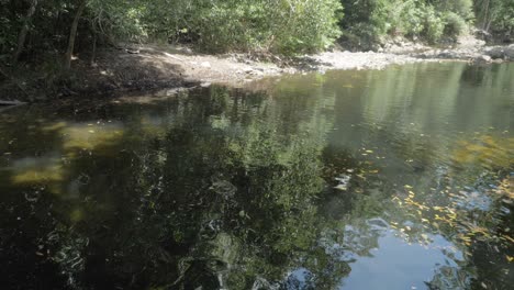 Reflections-Through-Emmagen-Creek-In-Daintree-National-Park,-Cape-Tribulation,-Queensland,-Australia