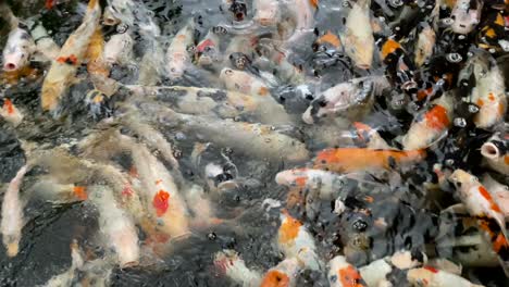 a small pond full of colorful carp swimming around