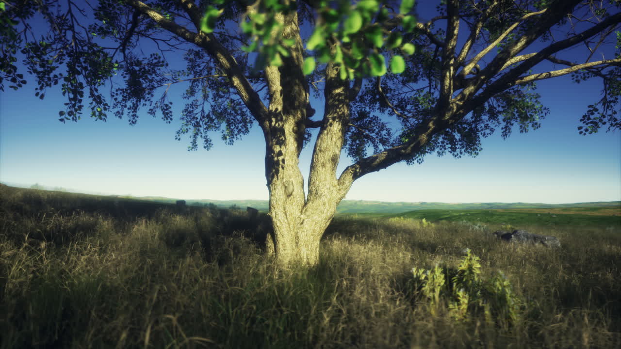 Majestic tree standing alone in a green field at dusk in natures beauty