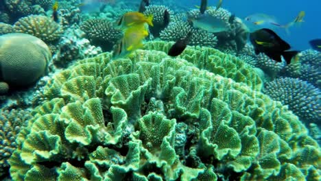 vibrant brain coral and fish in a coral reef