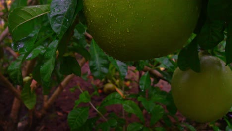 Inclinación-Lenta-Hacia-Arriba-Muestra-Una-Toma-De-Las-Frutas-Milagrosas-Gigantes-También-Conocidas-Como-árbol-De-Calabaza-Y-Calabasa