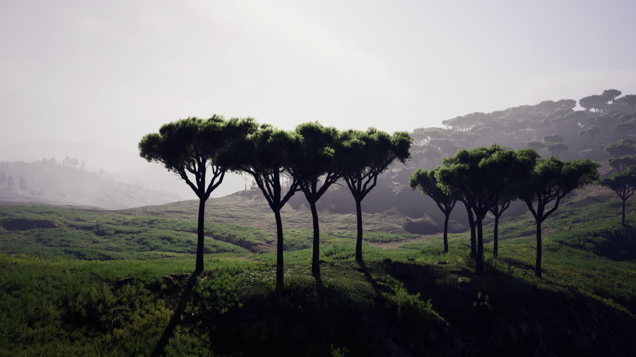 paisaje verde exuberante con formaciones de árboles únicos al amanecer