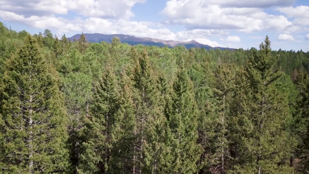 Slow drone flight over pine forest canopy reveal branches swaying in the wind and mountains on the horizon in Colorado