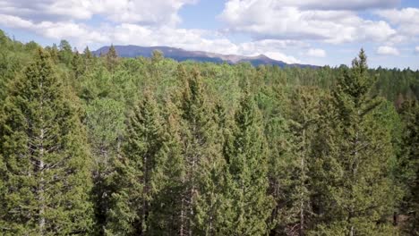 slow drone flight over pine forest canopy reveal branches swaying in the wind and mountains on the horizon in colorado
