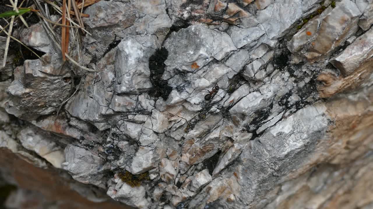 муравей идет по скале в горах