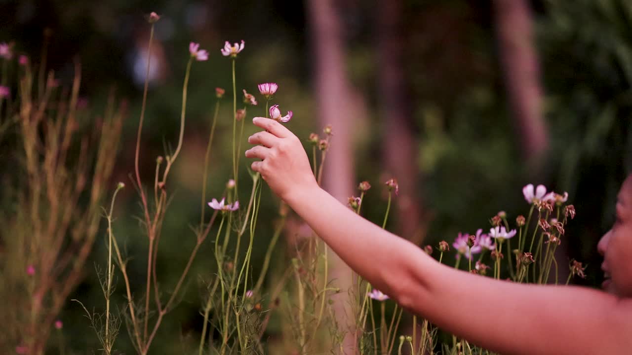 Woman’s hand gently reaches for cosmos flowers in soft, natural evening light, shallow focus