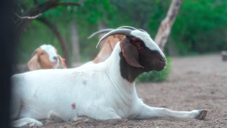 slow-motion-shot-of-a-goat-sitting-on-dirt-ground-with-other-goats-behind-and-a-background-of-trees-and-vegetation