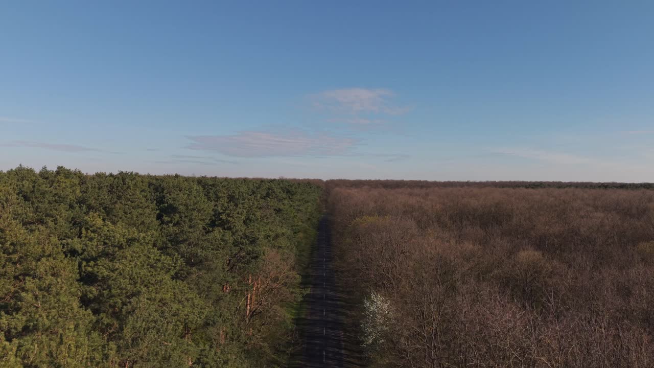 Vista aérea de un bosque dividido por una carretera recta, mostrando un sorprendente contraste entre pinos verdes frondosos y árboles caducifolios marrones sin hojas.