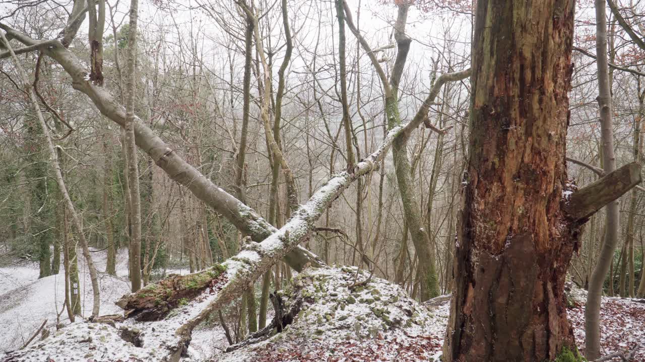 Snow Falling on Fallen Trees in the Woods