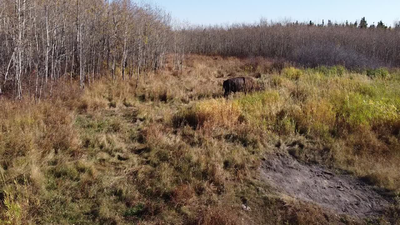 panoramica aerea fuori strada autostrada senza pedaggio con bufalo d'acqua al pascolo che si gode casualmente un caldo pomeriggio estivo in un deserto nordamericano intorno a erba alta e alberi semi frondosi
