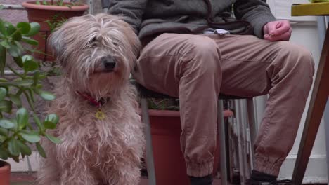 perro esponjoso sentado al lado del dueño, escena del mejor amigo del hombre, mediano
