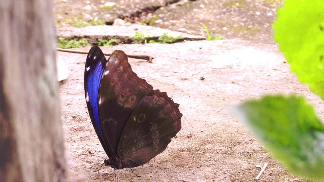 Una farfalla Morpho si posa su terreno sabbioso sotto la vegetazione del Cerrado nel Parco Nazionale della Chapada dos Veadeiros, Goias, Brasile, mostrando ali inferiori marroni con margine alare blu