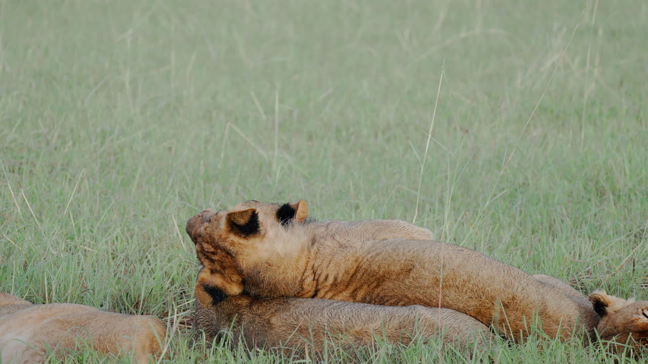 Lion Cubs Playing in the Savannah