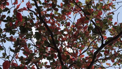 Hojas-Naranjas-Y-Verdes-En-Un-Viento-Agradable