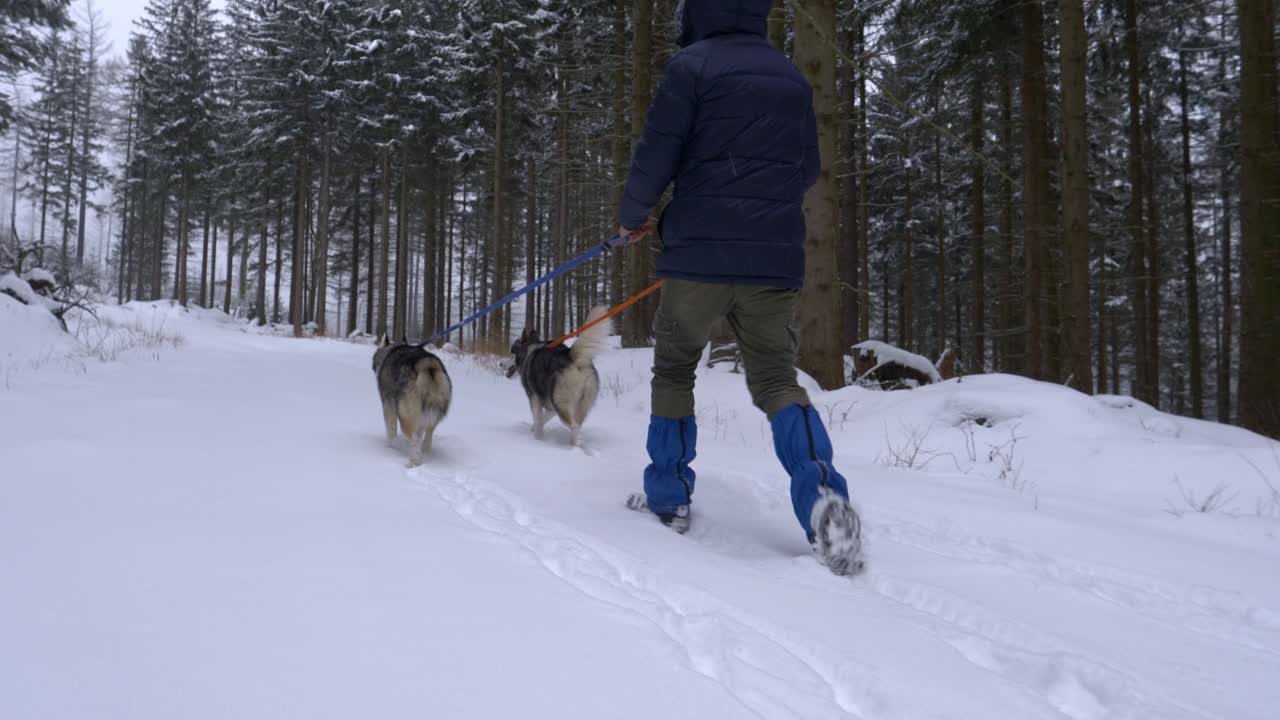 tiro bajo siguiendo a un hombre con dos perros esquimales caminando en un bosque nevado.