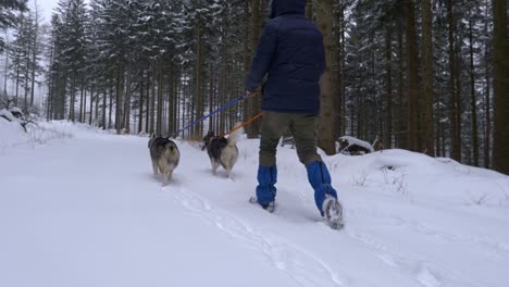 Tiro-Bajo-Siguiendo-A-Un-Hombre-Con-Dos-Perros-Esquimales-Caminando-En-Un-Bosque-Nevado