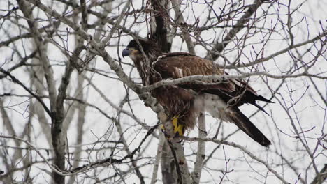 Blick-Auf-Einen-Jungen-Weißkopfseeadler,-Der-Auf-Den-Zweigen-Sitzt-Und-Kackt---Nahaufnahme