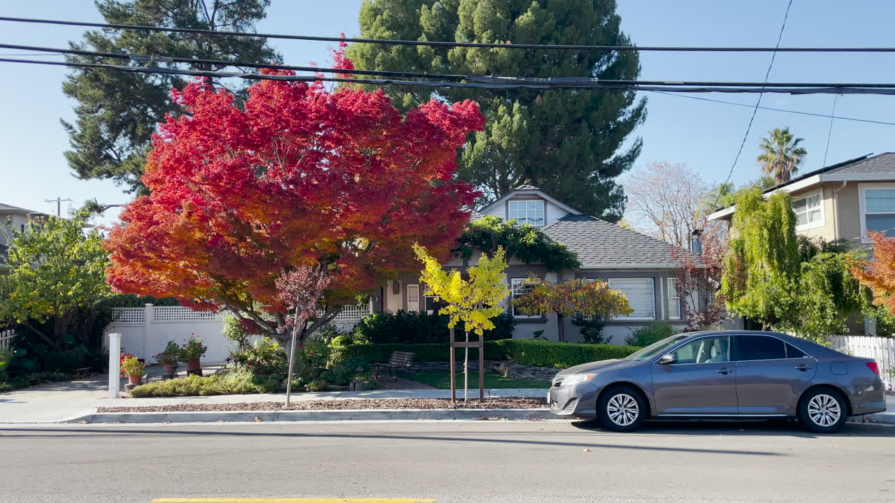 빨간 나무와 차가 있는 집 샷