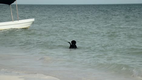 old black dog swimming in the sea with fishing boat in the background