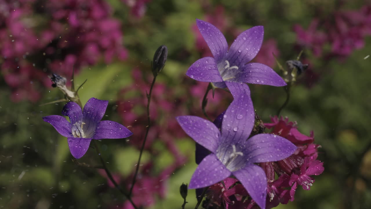 flores de campana púrpura con gotas de agua