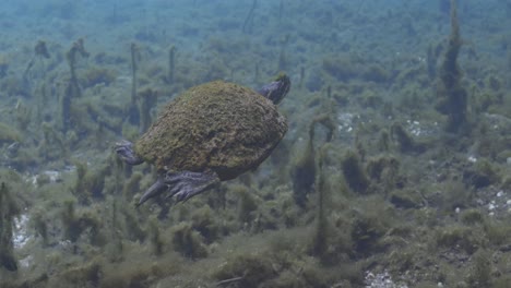 Mit-Algen-Bedeckte-Schildkröte,-Die-In-Einer-Natürlichen-Quelle-Unter-Der-Algenvegetation-Schwimmt