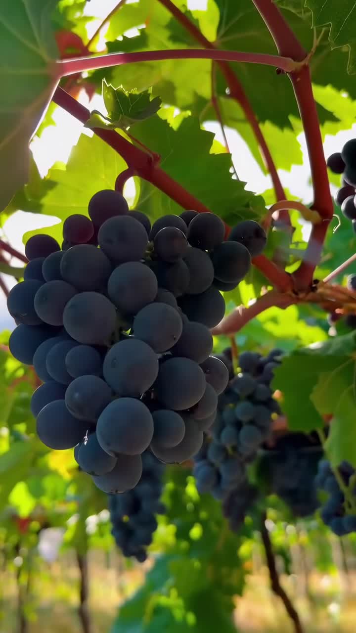 Video ravvicinato di acini maturi su un tralcio, ripresi da un angolo basso con la luce del sole che filtra