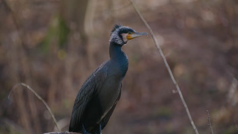 fotografía de cerca de un gran cormorán negro descansando en una rama, atento