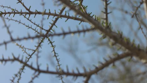 New-green-buds-on-tree-branches-against-blue-sky,-springtime-change-of-seasons