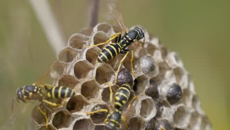 Wasp-with-moving-wings-on-honeycomb-in-sunlight