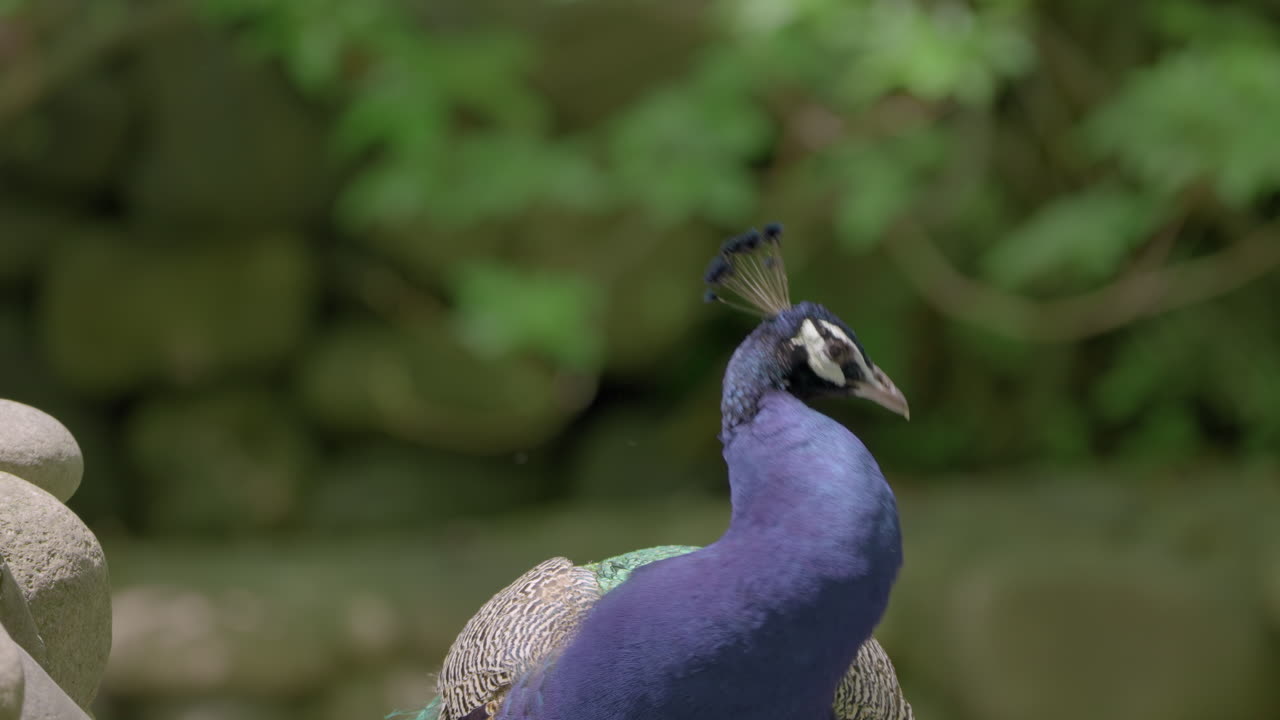 초대형 파란색 수 무새와 보케 배경