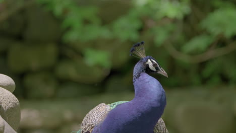 Nahaufnahme-Eines-Blauen-Männlichen-Pfaus-Mit-Bokeh-Hintergrund