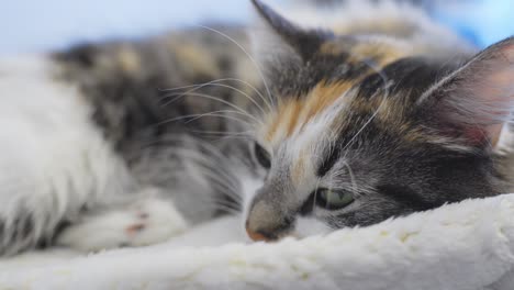 sleepy adorable long-haired calico cat resting on comfy blanket at home