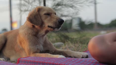 hungry mongrel dog being fed by a woman, giving him chicken meat and bones