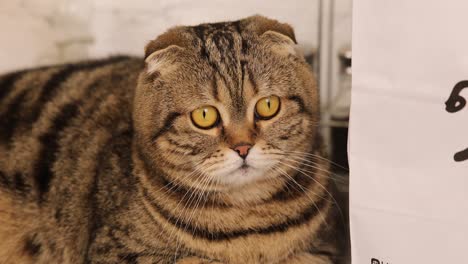 스코틀랜드 폴드 고양이 초상화