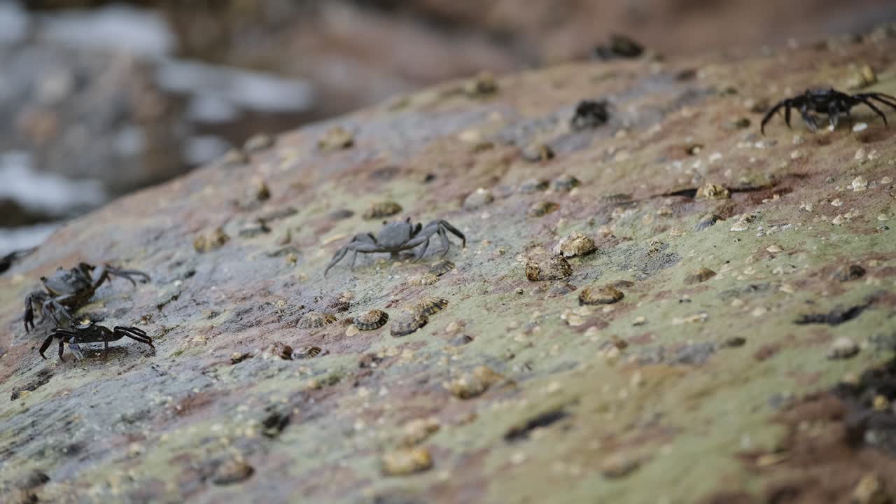 Small crabs walking across rocks near edge of ocean