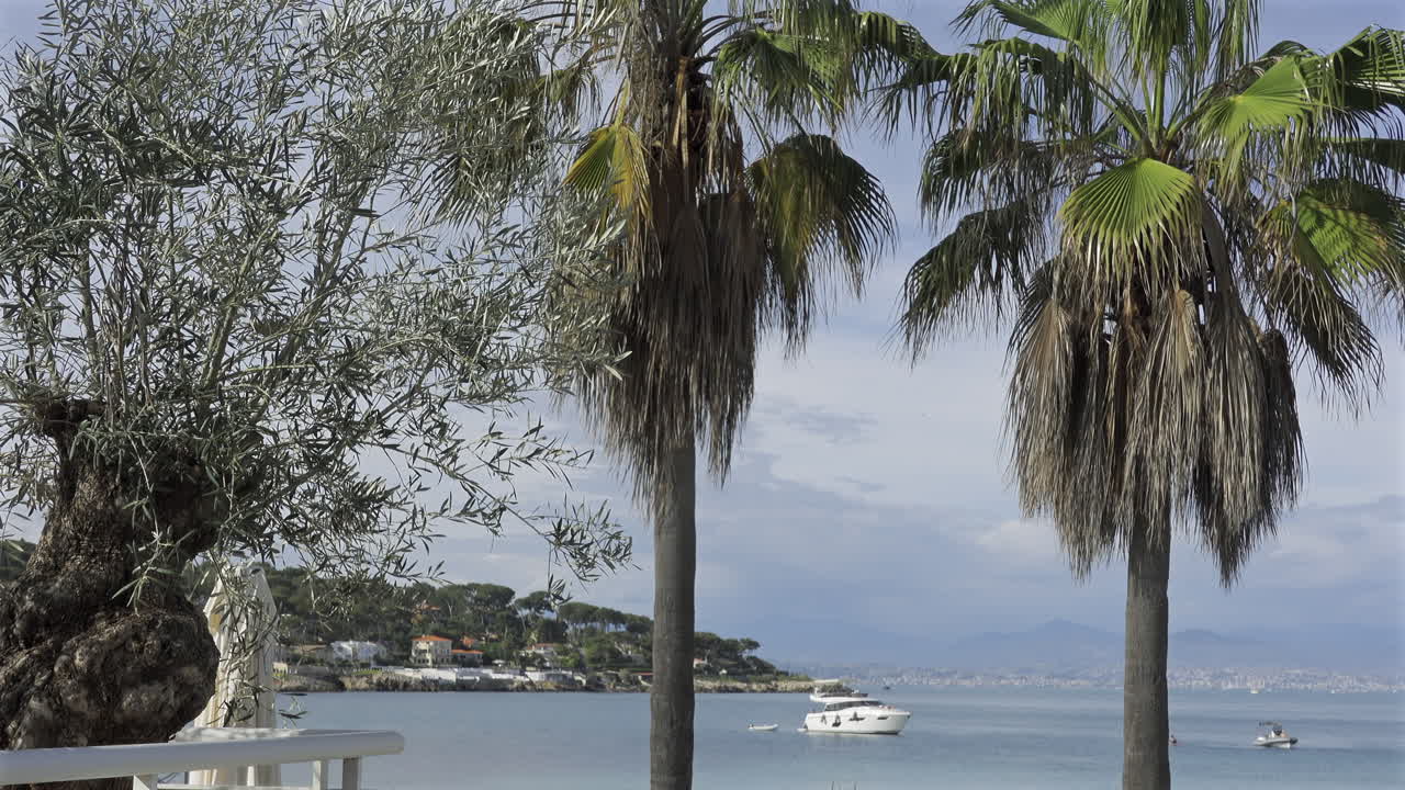 Palm trees with a boats docked on the blue sea and a coastal town and the mountains on the background