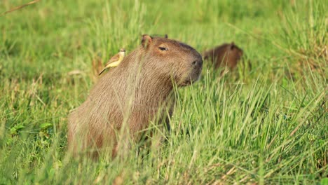 capybara sitting in tall wetland grass with cattle tyrant bird perched on its back, ibera wetlands, corrientes, argentina.