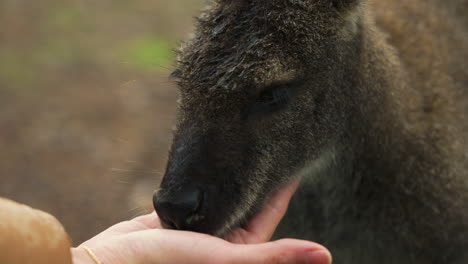 disparo de primer plano en cámara lenta de un wallaby adulto tomando comida directamente de una mano