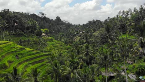 Vista-Aérea-De-Las-Terrazas-De-Arroz-De-Tegalalang-En-Gianyar,-Bali,-Indonesia.