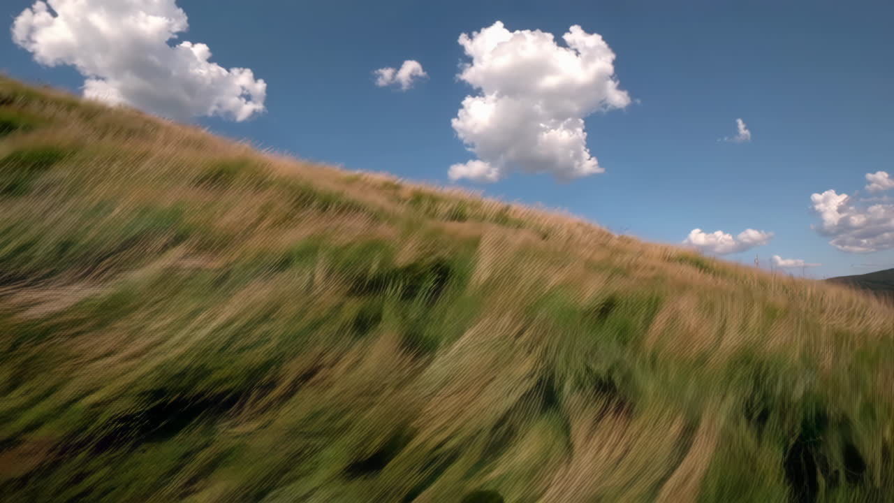 Windswept Field Under a Sunny Sky