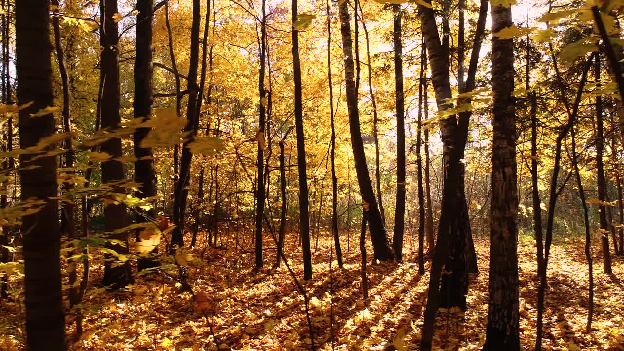 madera de bosque de otoño colorida