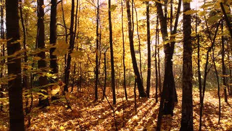 colorful autumn forest wood