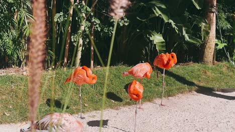flamencos en un jardín tropical