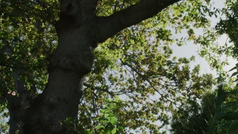 Sunrise-Squirrel-Leaping-from-Tree-Pan-Right,-Slow-Motion-4K