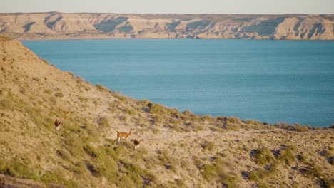 Guanacos-En-La-Colina-Cubierta-De-Hierba-Junto-Al-Mar-En-La-Patagonia,-Argentina---Tiro-Ancho,-Cámara-Lenta