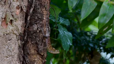 The-Oriental-Garden-Lizard-is-also-called-the-Eastern-Garden-Lizard,-Bloodsucker-and-Changeable-Lizard