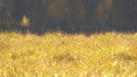 golden tall grass blows in the wind gently reflecting the sunbeams - low angle shot