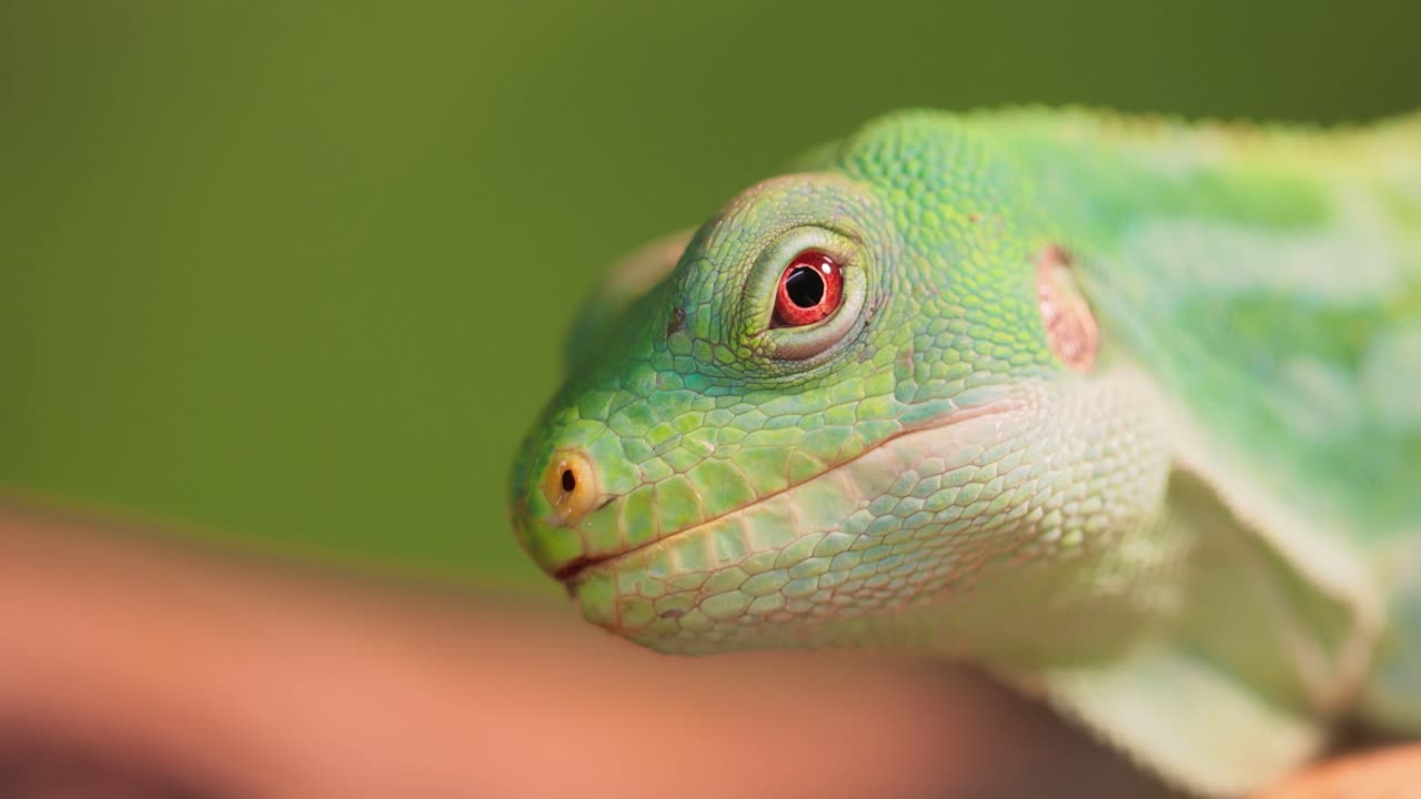 la iguana de bandas de lau (brachylophus fasciatus) es una especie arbórea de lagarto endémica de las islas lau de la parte oriental del archipiélago de fiyi.